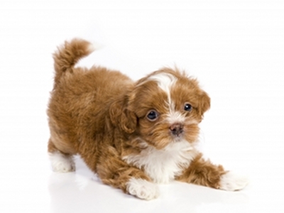 Puppy  -  Havanese Puppy