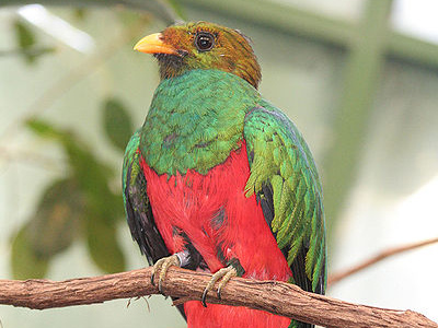 Quetzal  