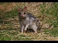 Eastern Quoll image