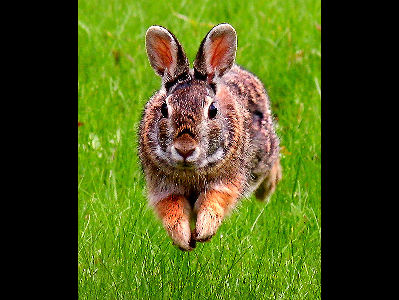 Rabbit  -  Eastern Cottontail