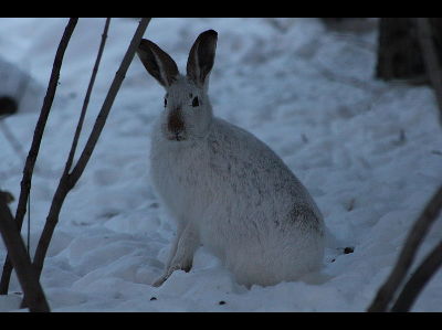 Rabbit  -  Snowshoe Hare