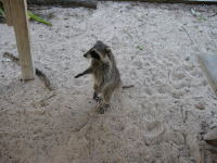 Bahaman Raccoon image