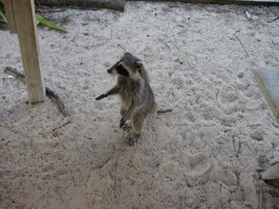 Raccoon  -  Bahaman Raccoon