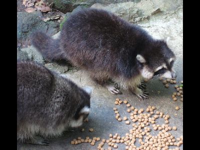 Raccoon  -  Guadeloupe Raccoon