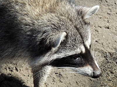 Raccoon  -  Northern Raccoon
