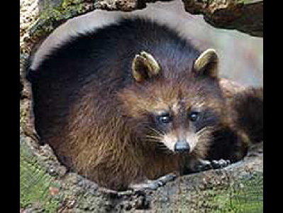 Raccoon  -  Tres Marias Raccoon
