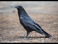 Common Raven image