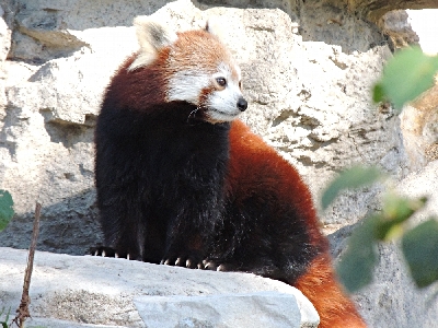 Red Panda  