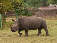 Rhinoceros Information for Kids