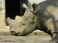 Rhinoceros Information for Kids