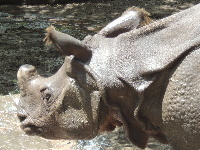 Indian Rhinoceros image