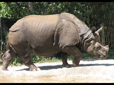 Rhinoceros  -  Indian Rhinoceros