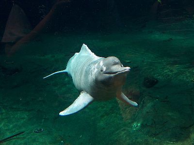 River Dolphin  