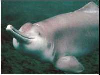 Yangtze River Dolphin image
