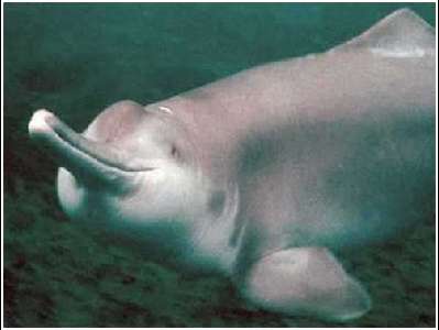 River Dolphin  -  Yangtze River Dolphin
