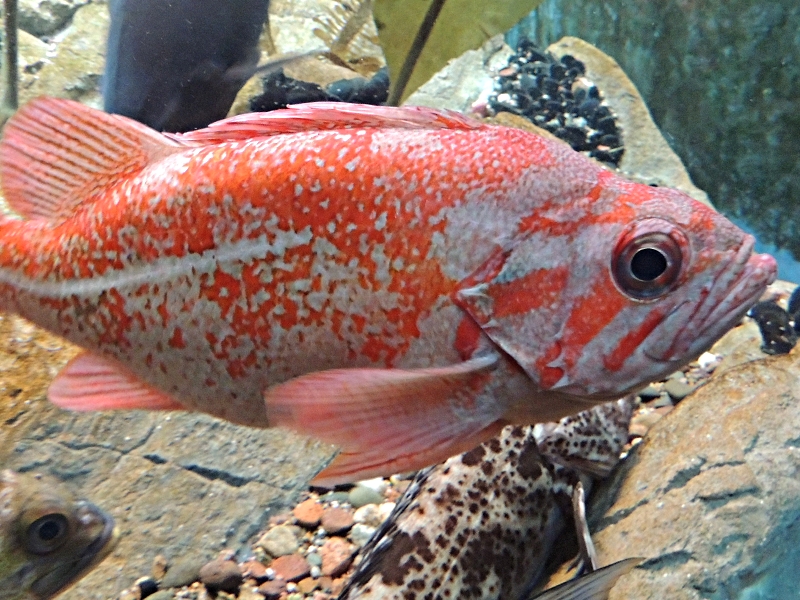 Rockfish Information For Kids