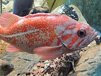 Rockfish image