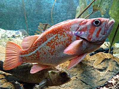Rockfish  -  Vermilion Rockfish