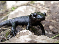 Alpine Salamander image