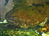 Chinese Giant Salamander image