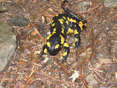 Salamander  -  Fire Salamander