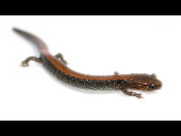 Red Back Salamander image