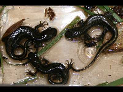 Salamander  