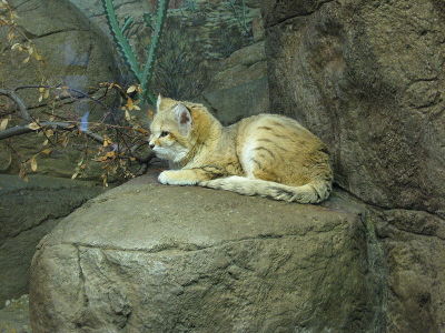 Sand Cat  