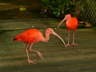 Scarlet Ibis  