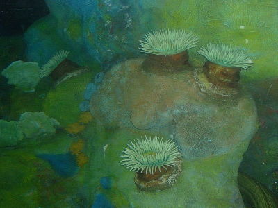 Sea Anemone  
