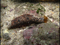 Sea Cucumber image