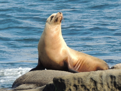Sea Lion  