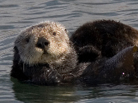 Sea Otter image