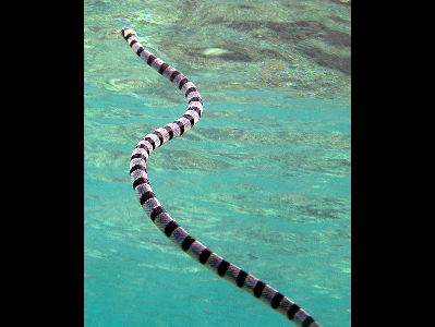 Sea snake  -  Sea Krait