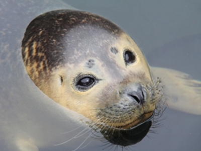 Seal  