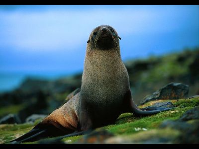 Seal  -  Antarctic Fur Seal