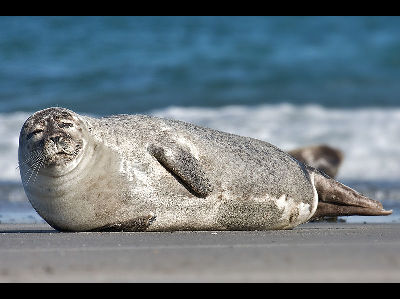 Seal  -  Common Seal