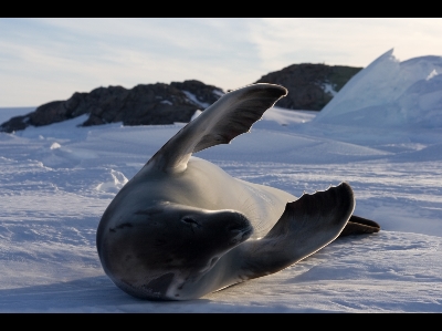 Seal  -  Crabeater Seal