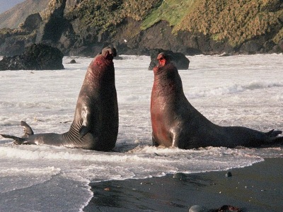 Seal  -  Elephant Seal