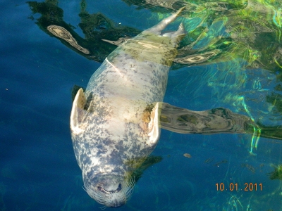 Seal  -  Harbor Seal
