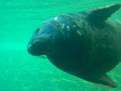 Seal  -  Harbor Seal