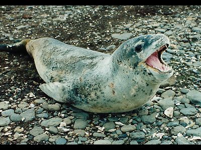 Seal  -  Leopard Seal