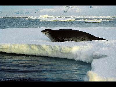 Seal  -  Weddell Seal
