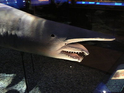 Shark  -  Goblin Shark
