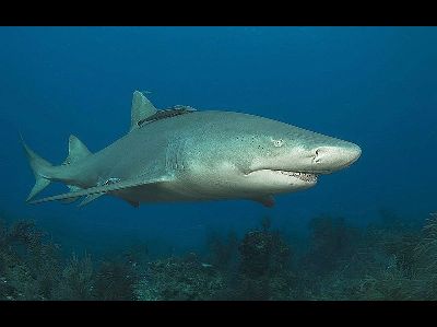 Shark  -  Lemon Shark