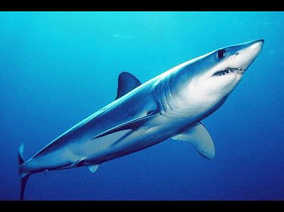 Shark  -  Shortfin Mako Shark