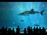 Whale Shark image