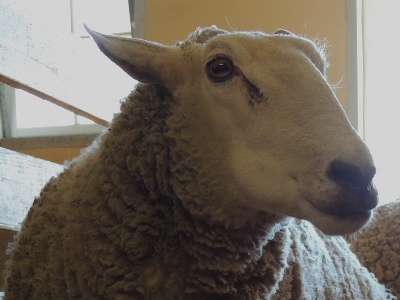 Sheep  -  Domestic Sheep