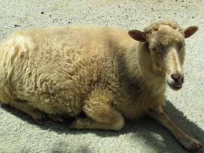 Sheep  