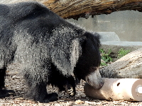 Sloth Bear image